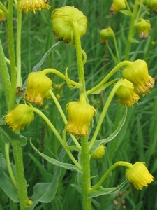 Senecio bigelovii